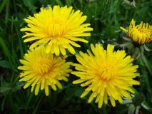 Feuchtwiese - Löwenzahn (Taraxacum officinale) L. Klasing