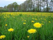 Feuchtwiese - Löwenzahn (Taraxacum officinale) L. Klasing