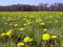 Feuchtwiese - Löwenzahn (Taraxacum officinale) L. Klasing