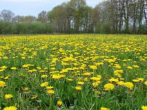 Feuchtwiese - Löwenzahn (Taraxacum officinale) L. Klasing