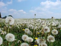 Feuchtwiese - Löwenzahn (Taraxacum officinale) L. Klasing