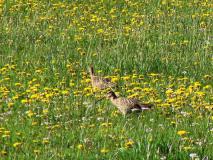 Feuchtwiese - Löwenzahn (Taraxacum officinale) Großer Brachvogel  (Numenius arquata) L. Klasing