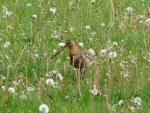 Feuchtwiese - Löwenzahn (Taraxacum officinale) Uferschnepfe (Limosa limosa) L. Klasing