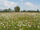 001-Feuchtwiese-NSG-Emsdettener-Venn-01.06.2009-L.-Klasing