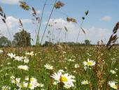 004-Feuchtwiese-NSG-Emsdettener-Venn-01.06.2009-L.-Klasing
