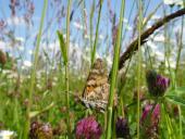 005-Feuchtwiese-NSG-Emsdettener-Venn-01.06.2009-L.-Klasing