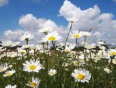 007-Feuchtwiese-NSG-Emsdettener-Venn-01.06.2009.-L.-Klasing-