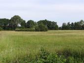 007-Feuchtwiese-NSG-Emsdettener-Venn-05.06.2017