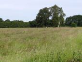 008-Feuchtwiese-NSG-Emsdettener-Venn-05.06.2017