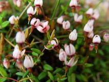 Blüte: Moosbeere (Vaccinium oxycoccus) L. Klasing