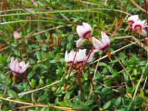 Blüte: Moosbeere (Vaccinium oxycoccus) L. Klasing