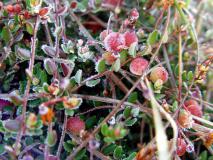 Moosbeere (Vaccinium oxycoccus) L. Klasing