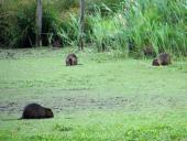 Nutria (Myocastor-coypus)-L. Klasing-