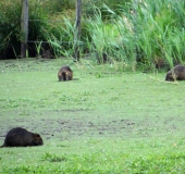 Nutria (Myocastor-coypus)-L. Klasing-