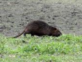 Nutria (Myocastor coypus)-L.. Klasing