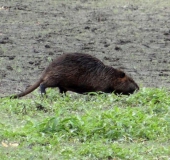 Nutria (Myocastor coypus)-L.. Klasing