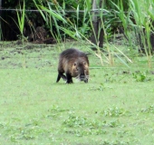 Nutria (Myocastor coypus)-L. Klasing-