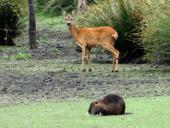 Nutria (Myocastor coypus) u. Reh (Capreolus capreolus)-L. Klasing-