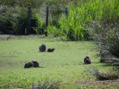 Nutria (Myocastor coypus) mit Nachwuchs-L. Klasing-