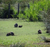 Nutria (Myocastor coypus) mit Nachwuchs-L. Klasing-