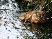 Bisam (Ondatra zibethica)-L. Klasing-