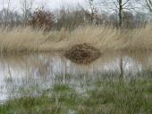 Bisamburg in der Blänke am Hindenburgdamm-L. Klasing