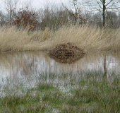 Bisamburg in der Blänke am Hindenburgdamm-L. Klasing