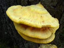 Gemeiner Schwefelporling (Laetiporus sulphureus) L. Klasing