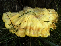 Gemeiner Schwefelporling (Laetiporus sulphureus) L. Klasing