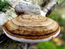 Birkenporling (Piptoporus betulinus) L. Klasing