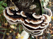 Schmetterlingsporling (Trametes versicolor) L. Klasing