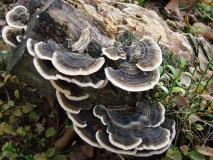 Schmetterlingsporling (Trametes versicolor) L. Klasing