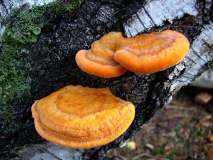 Zinnobertramente (Pycnoporus cinnabarinus) L. Klasing