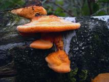 Zinnobertramente (Pycnoporus cinnabarinus) L. Klasing