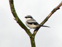 Raubwürger (Lanius excubitor) L.-Klasing