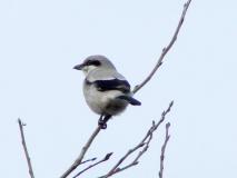 Raubwürger (Lanius excubitor) L.-Klasing