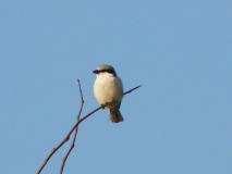 Raubwürger (Lanius excubitor) L.-Klasing