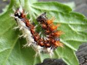 001 Raupe C-Falter (Polygonia c-album)-L. Klasing