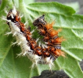 001 Raupe C-Falter (Polygonia c-album)-L. Klasing