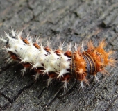 002 Raupe C-Falter (Polygonia c-album)-L. Klasing