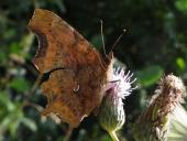 003 C- Falter (Polygonia c-album)-L. Klasing