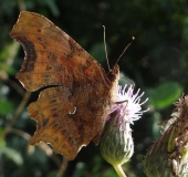 003 C- Falter (Polygonia c-album)-L. Klasing