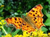 004 C- Falter (Polygonia c-album)-L. Klasing