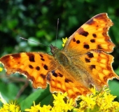 004 C- Falter (Polygonia c-album)-L. Klasing