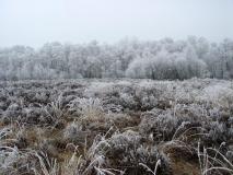 Auf dem Hochmoor L. Klasing