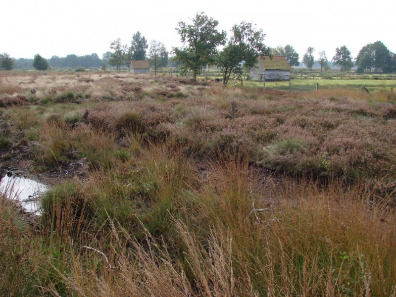 Recker Moor: Impressionen 2008