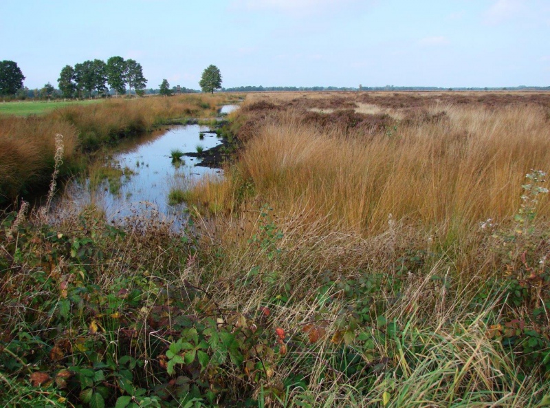 Recker Moor: Impressionen 2008