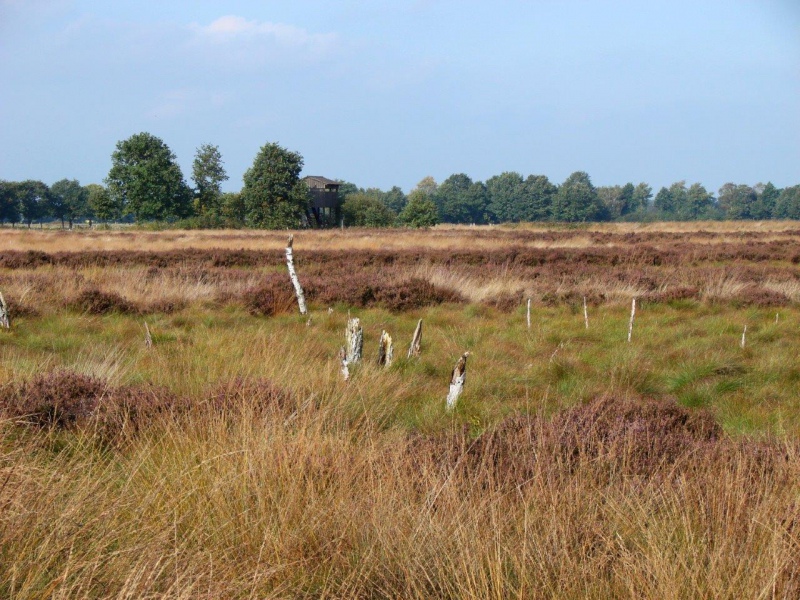 Recker Moor: Impressionen 2008