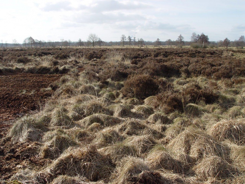 Recker Moor: Impressionen 2006