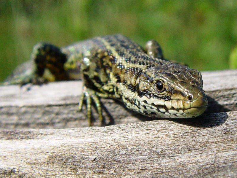 Wald-Moor-Bergeidechse (Lacerta vivipara)-L. Klasing